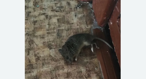 Дезинфекция от мышей в Северном Тушино города Москвы