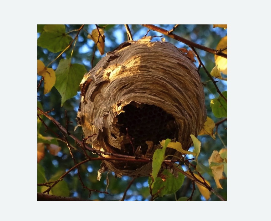 Обработка от шершней в Северном Тушино города Москвы