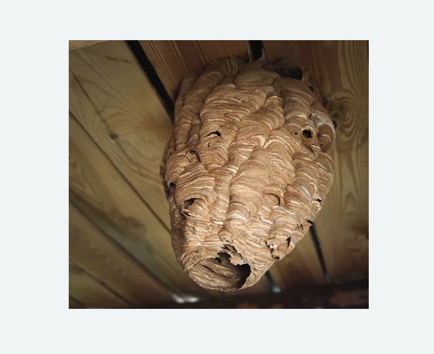 обработка от шершней в Северном Тушино города Москвы