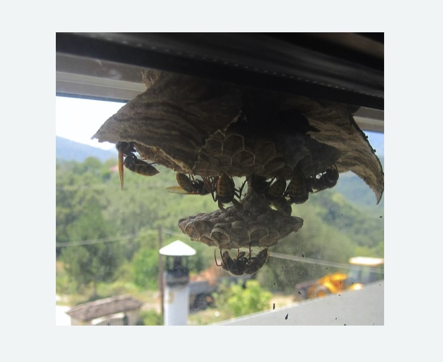 Уничтожение гнёзд шершней в Северном Тушино города Москвы